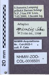 Etiketten zu Arhaphes apicalis (NHMW-ZOO-COL-0006501)